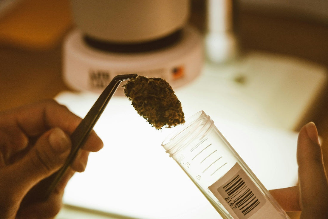 Person handling cannabis bud with tweezers over lab sample container