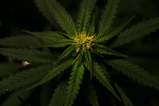 Close-up of a yellow cannabis flower