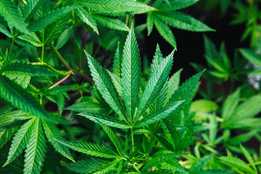 Close up photo of cannabis leaf