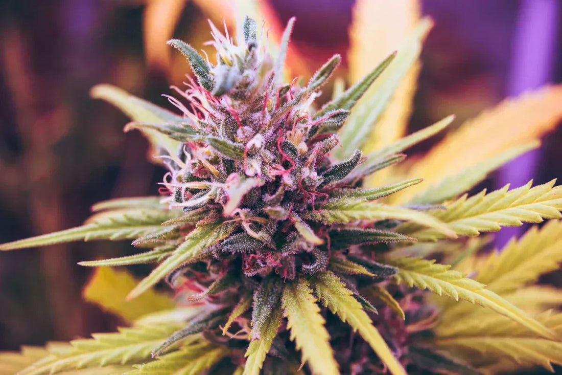 What is THCA?