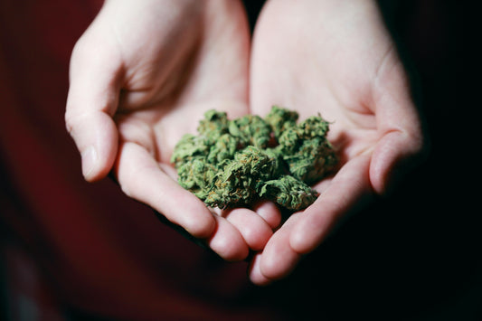 Pair of hands holding cannabis buds