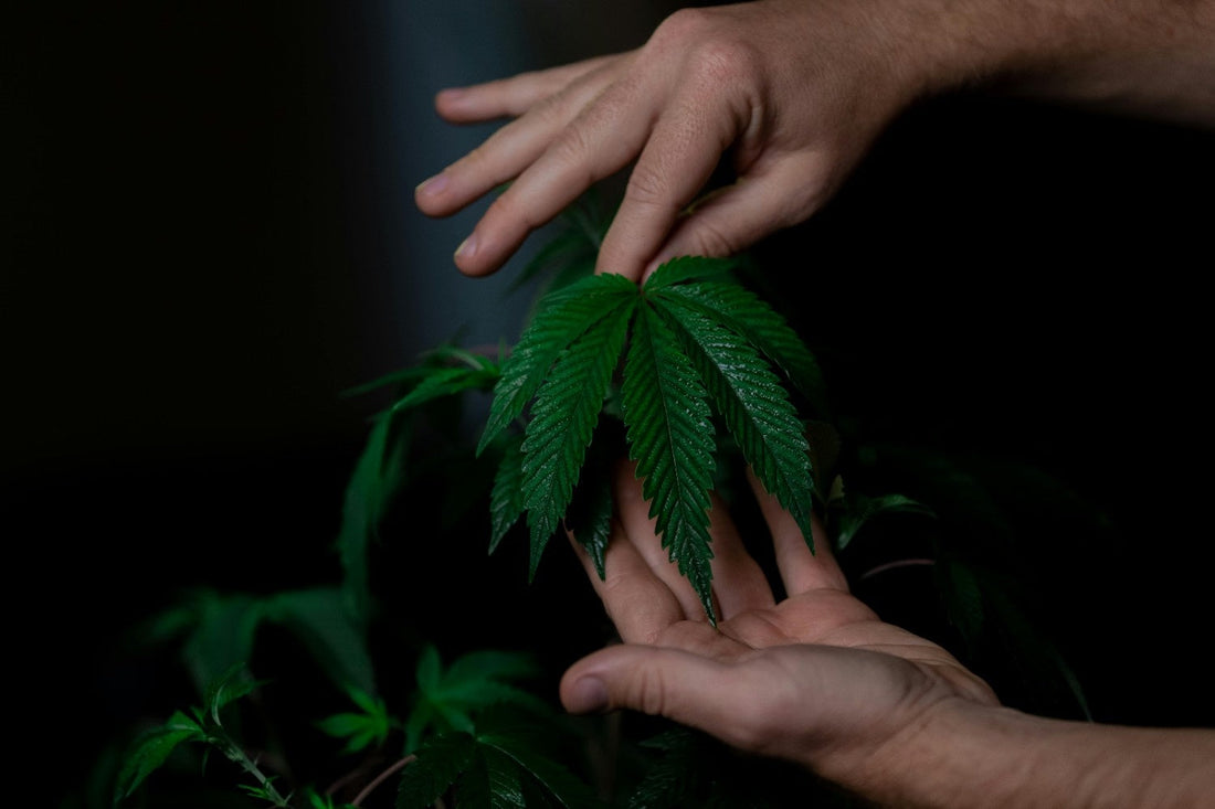 Hands holding cannabis plant