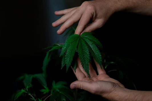 Hands holding cannabis plant
