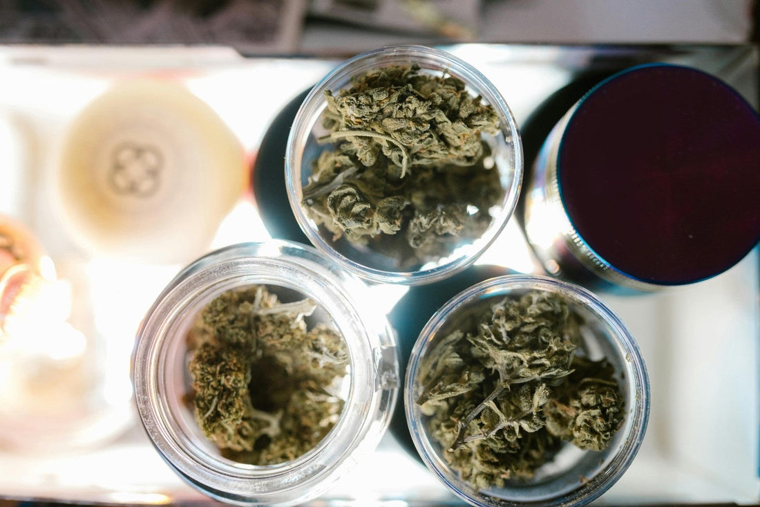 Multiple cannabis plants in glass pots