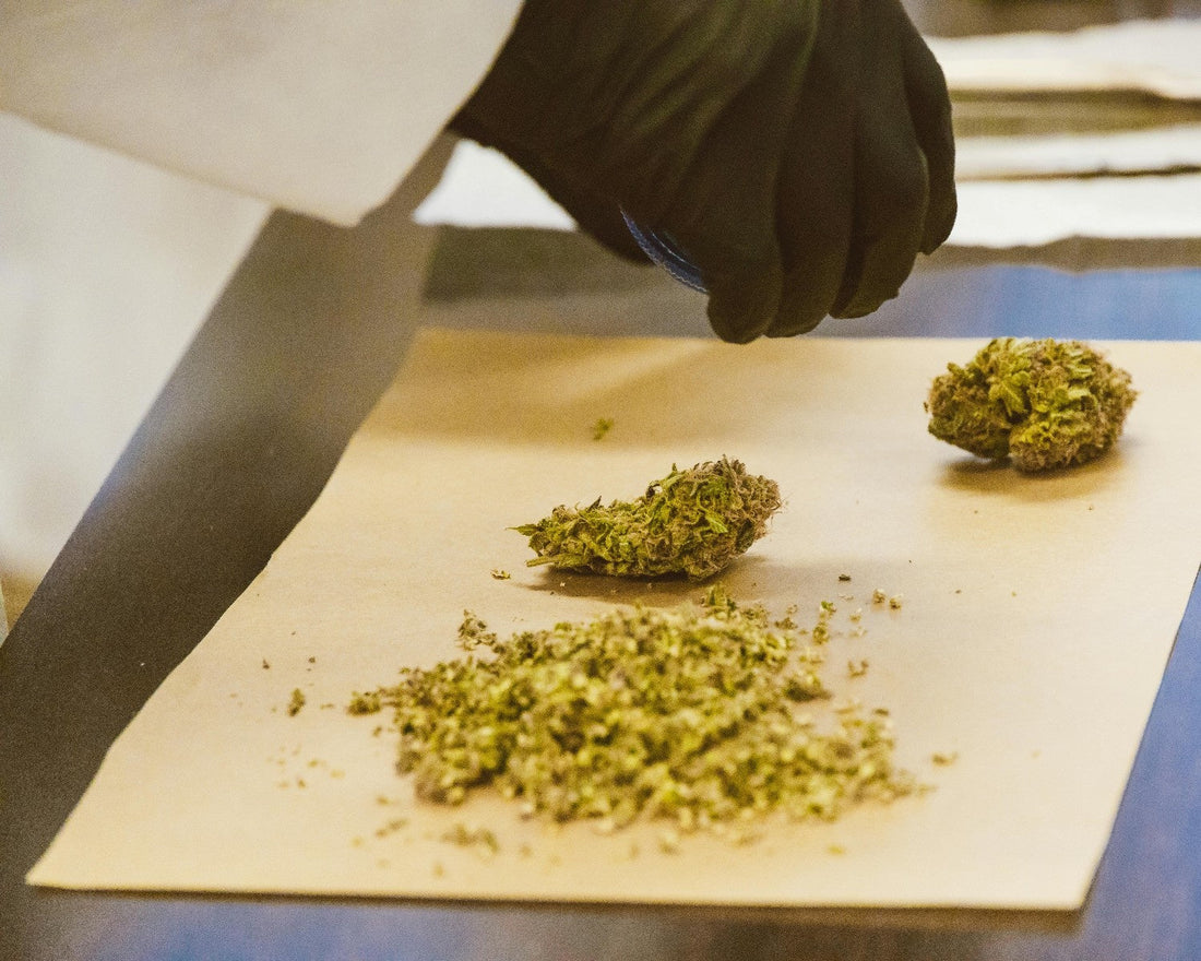 Gloved technician sorting and preparing hemp flower for extraction on work surface.