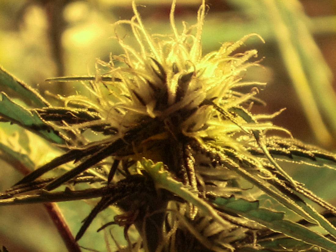 thca vs cbd