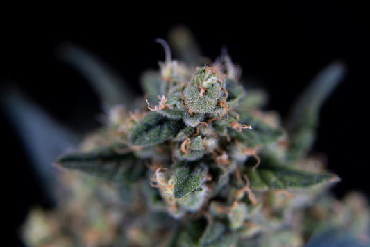 THCP Benefits and Effects