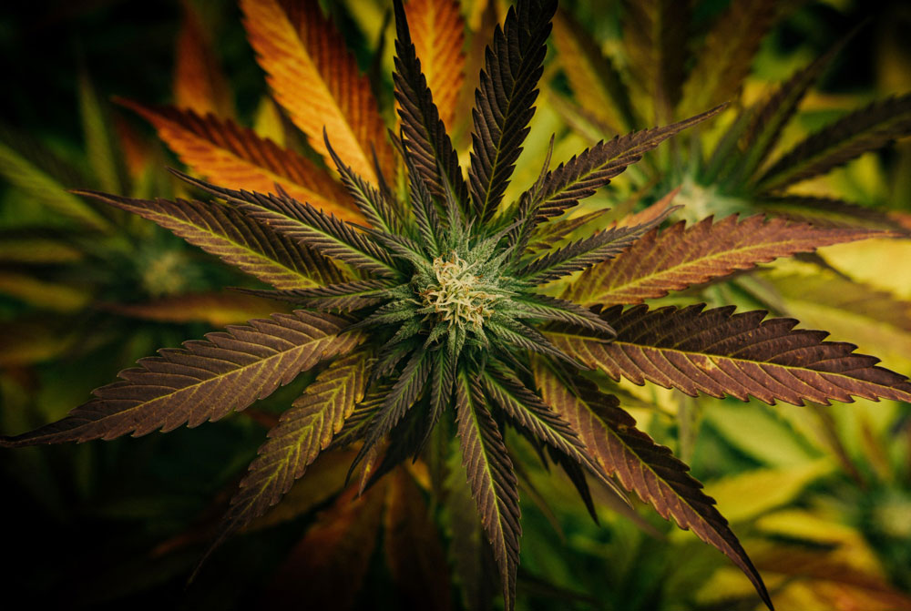 Budding Marijuana Plant