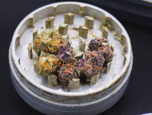Purple marijuana buds in grinder