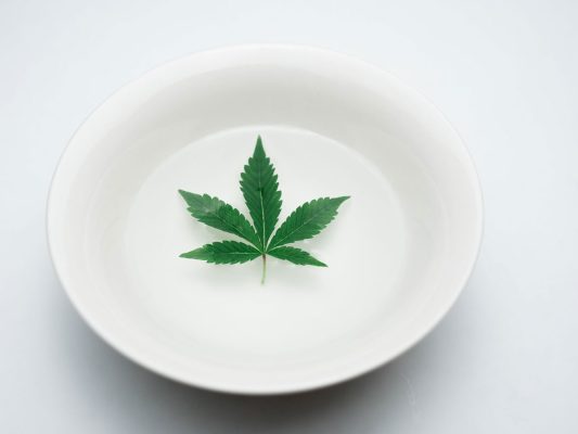 Marijuana leaf on a plate
