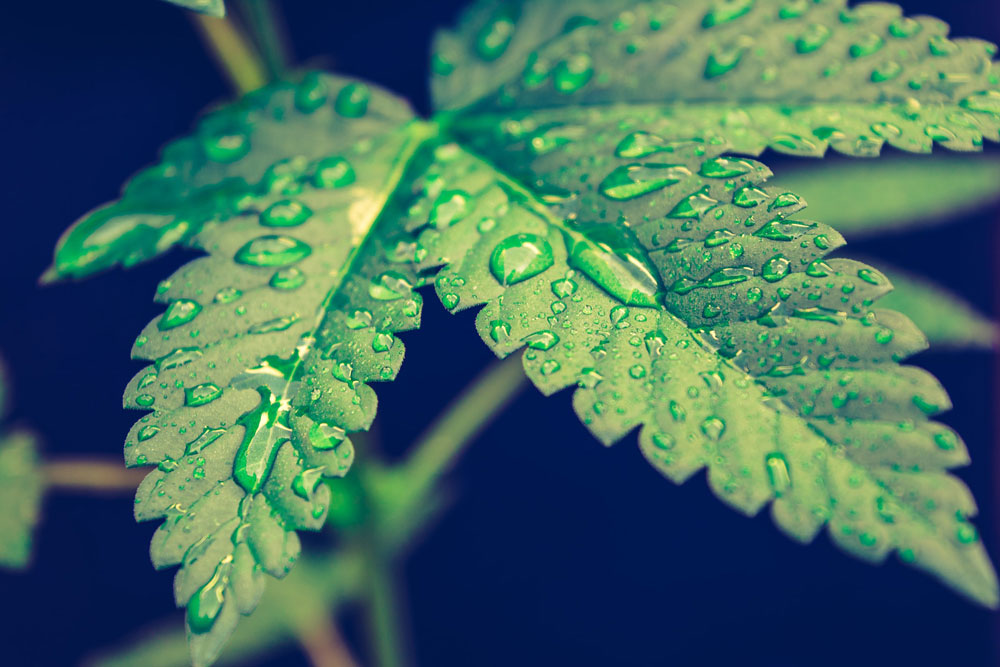 marijuana leaf with rain drops