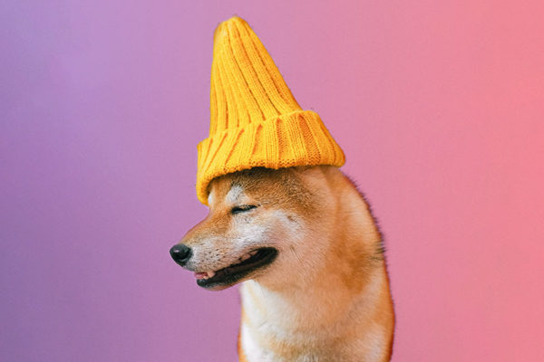 Dog wearing a yellow beanie hat.