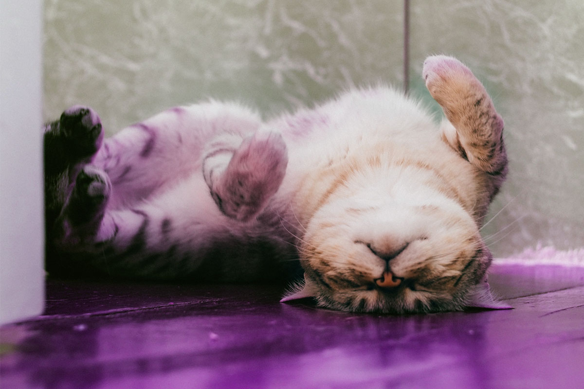 Cat laying upside down on a wooden floor.