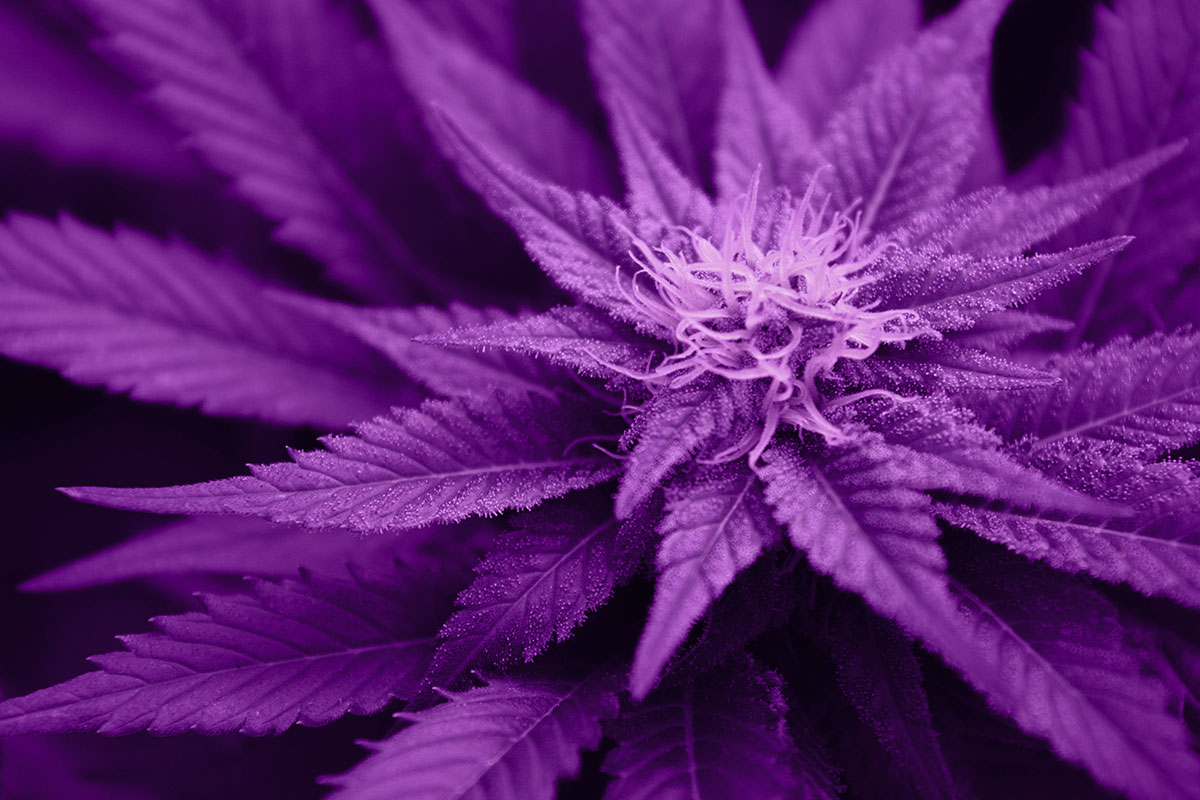 Close up of a young cannabis plant flowering