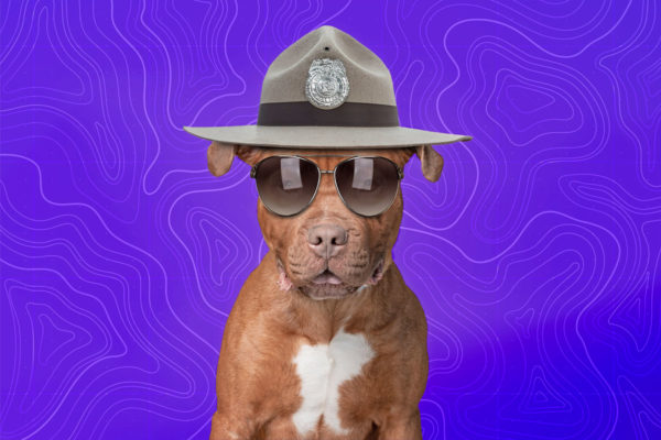 Drug sniffing dog wearing sunglasses and a sheriff hat.