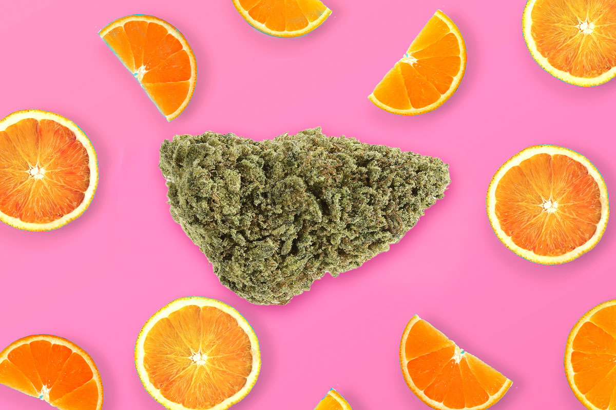 Marijuana bud next to Tangelo slices on a pink background.