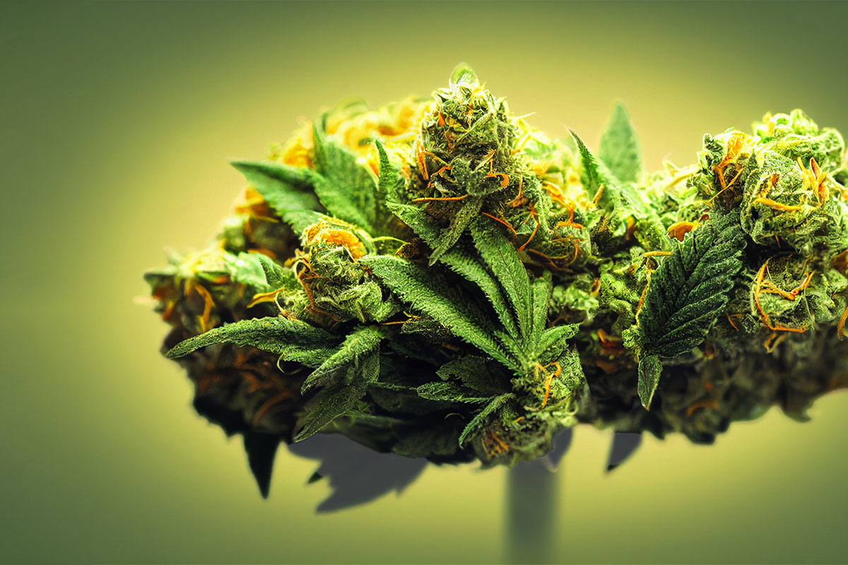 Backlit marijuana bud on a dark green background.