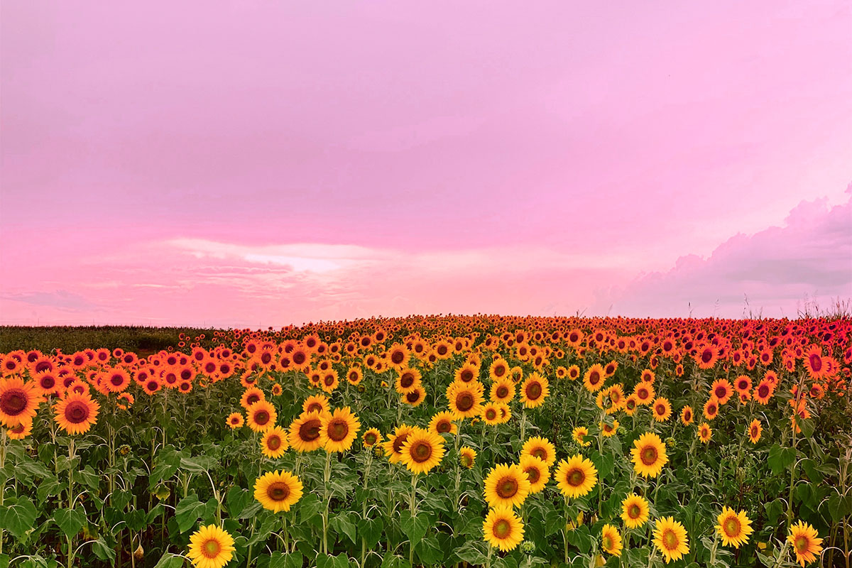 Sunflower field with a pink sunrise.
