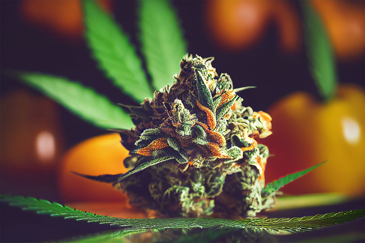 Close up of a marijuana bud with mandarines on the background.