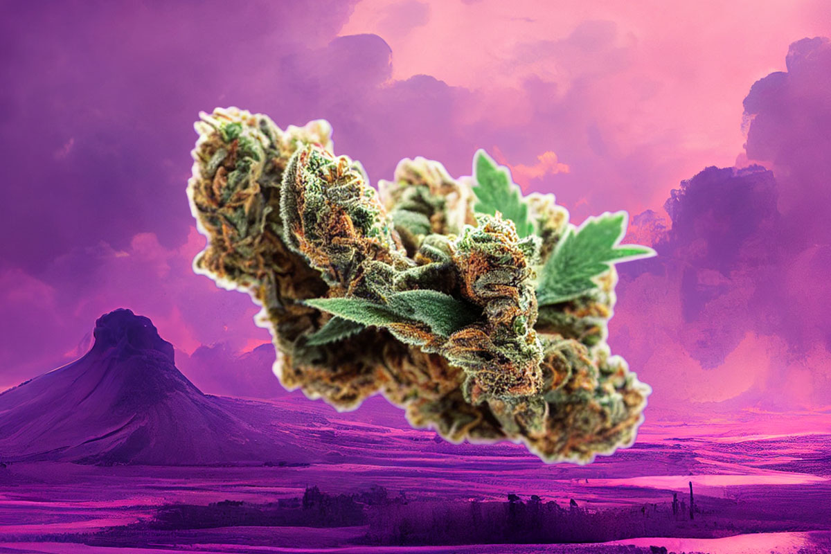 Marijuana bud on a purple sunset background.