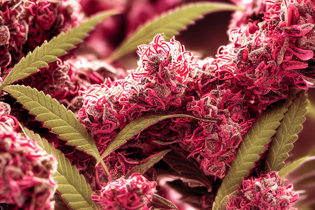 Marijuana buds with pink hairs and green leaves.
