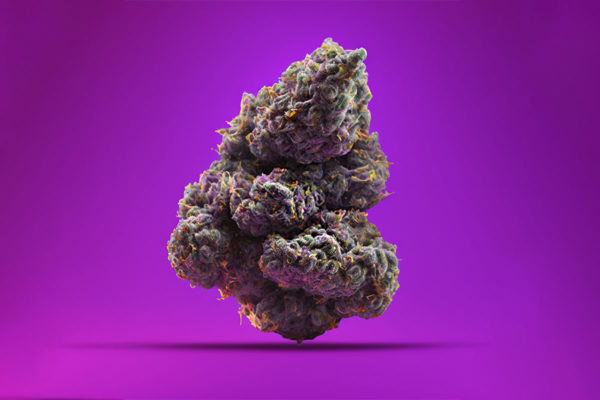 Marijuana bud on a purple background.