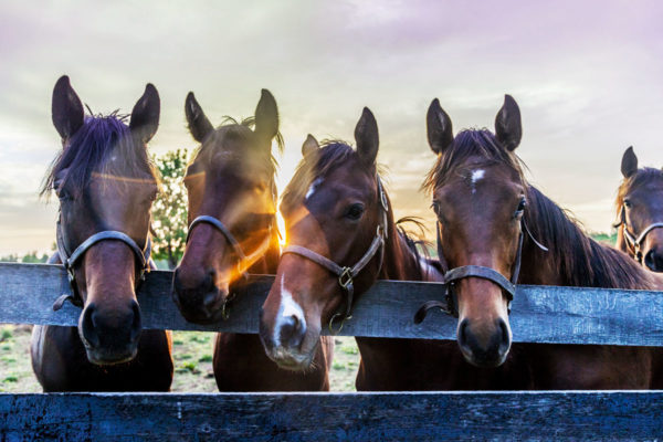 4 horses with their heads over a wooden corral.