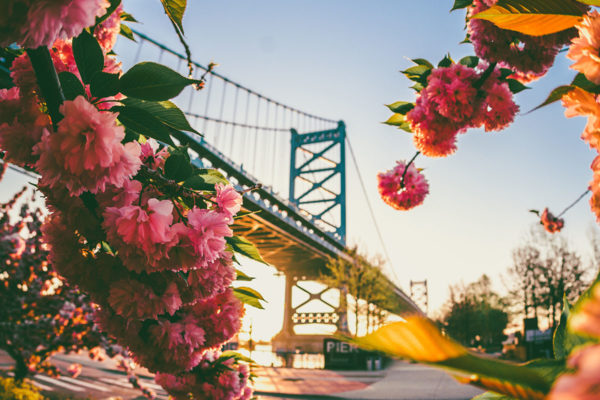 Photo of a bridge with pink flowers.
