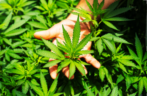 Hand grabbing a small marijuana plant.