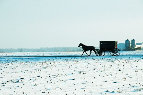 A horse cart on a snowy bushy field with a warehouse and trees in the background