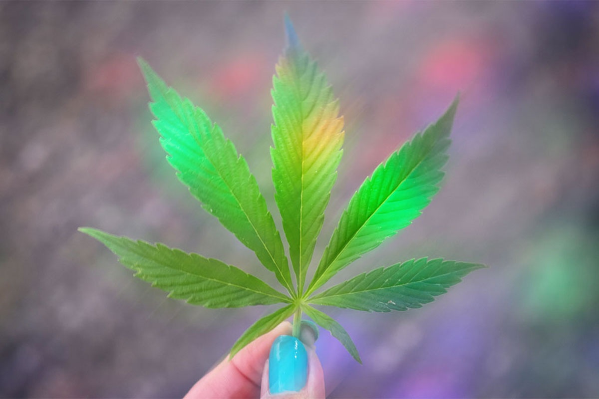 Two fingers holding a weed leaf by its stem with multicolor backlit reflection
