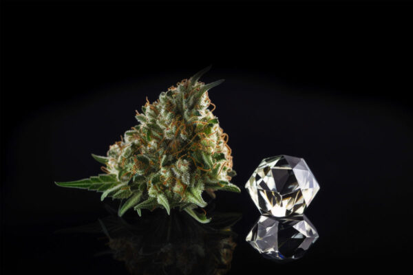 A Cannabis Kush and a diamond on a black surface, with their reflections creating a striking contrast against the dark background