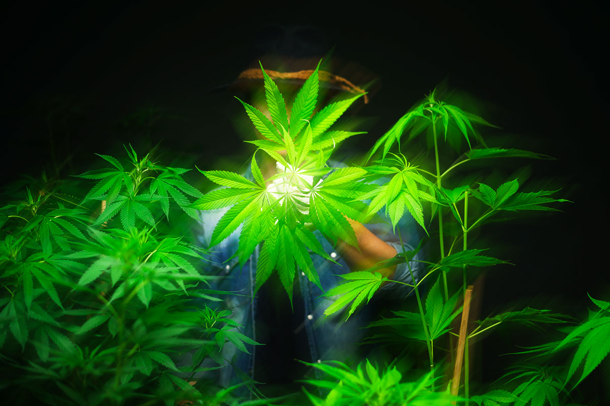 Man standing behind a glowing marijuana plant on a black background