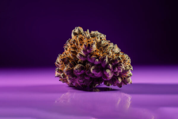 A cannabis Runtz strain displayed on a white surface with violet-colored light falling on it, illuminating the strain's body